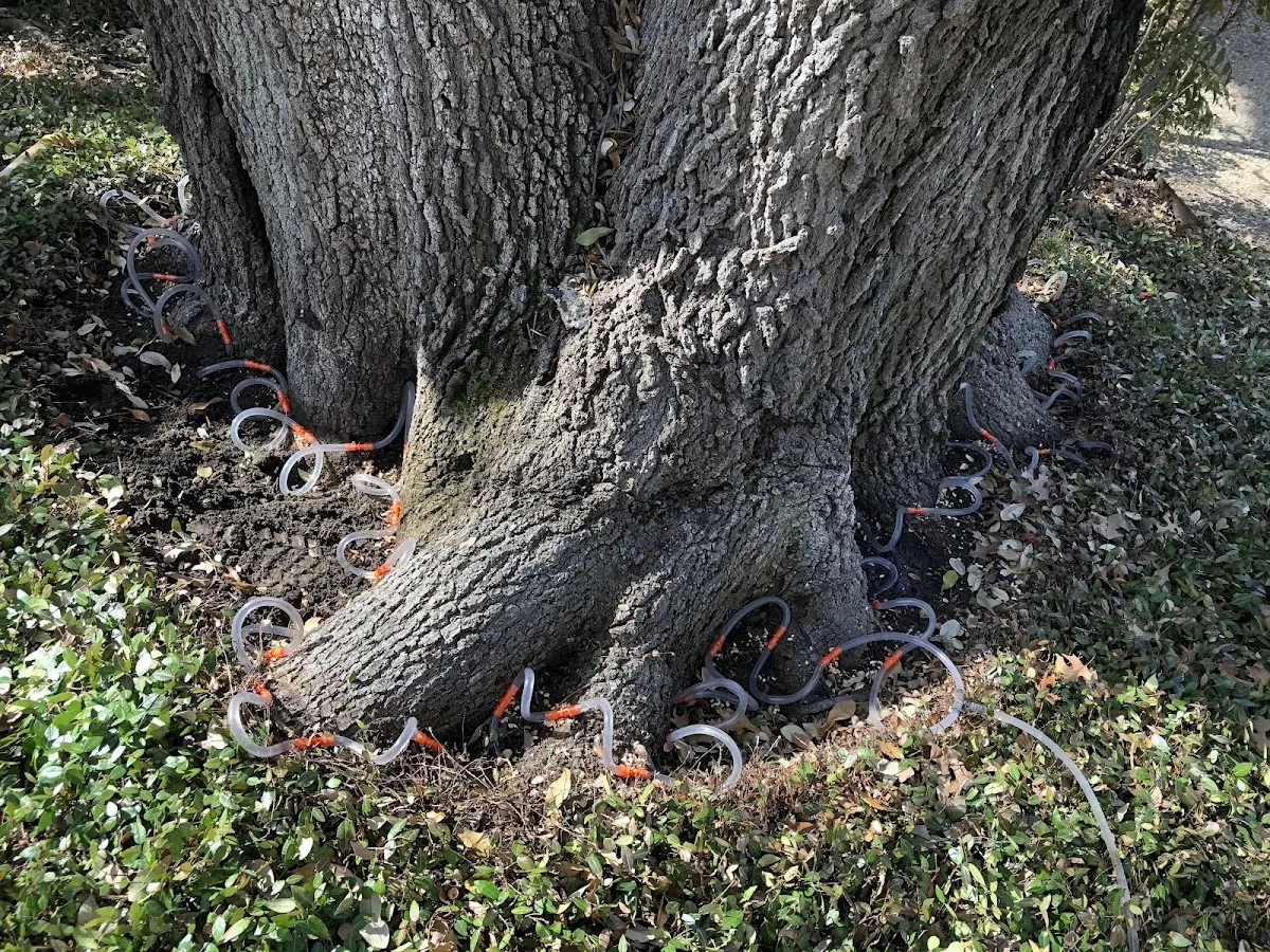 Detailed Tree Cabling and Bracing job site in Anson